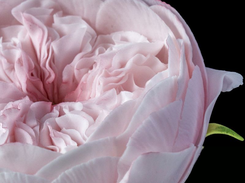 David Austin Rose Sugar Flower