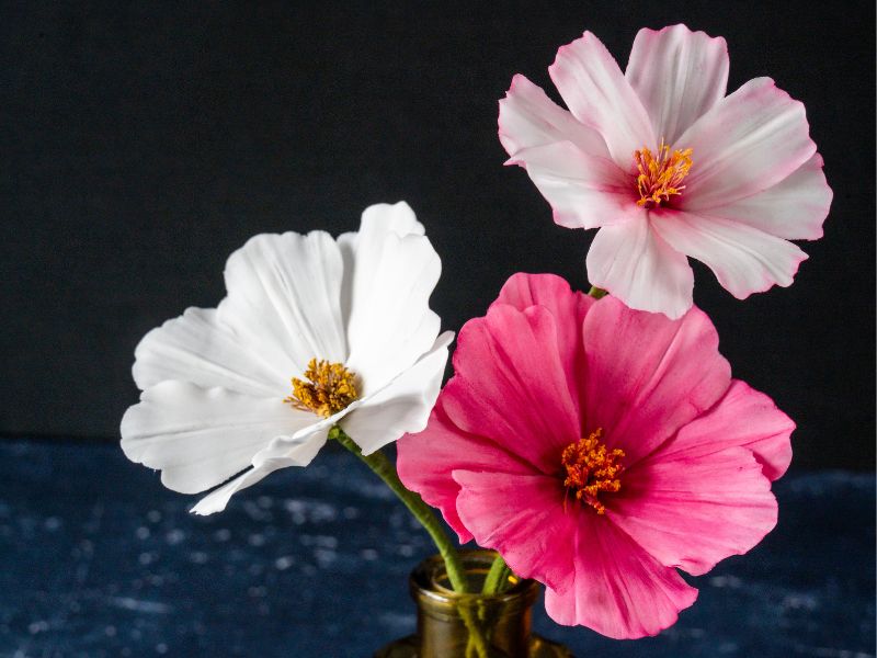Sugar flowers cosmos
