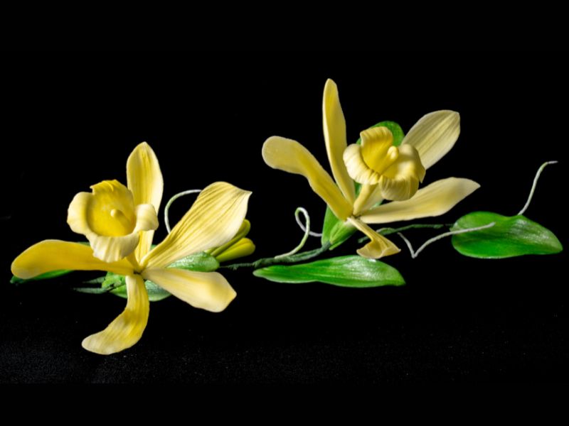 Vanilla Orchid