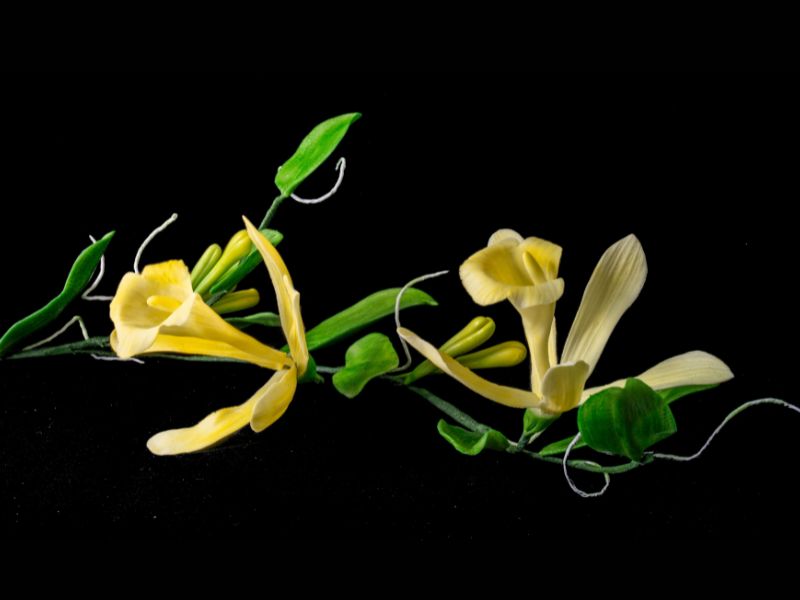 Vanilla Orchid