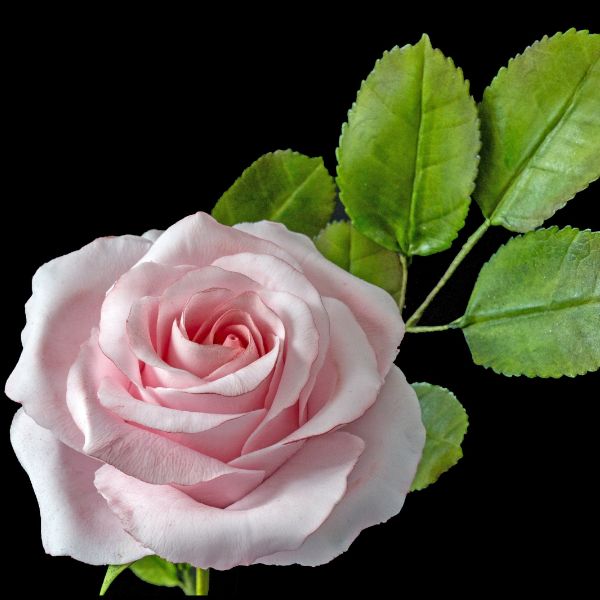 Pink Garden Sugar flower Rose