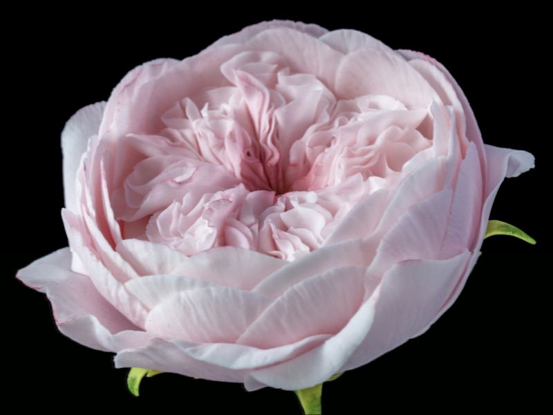 David Austin Rose Sugar Flower